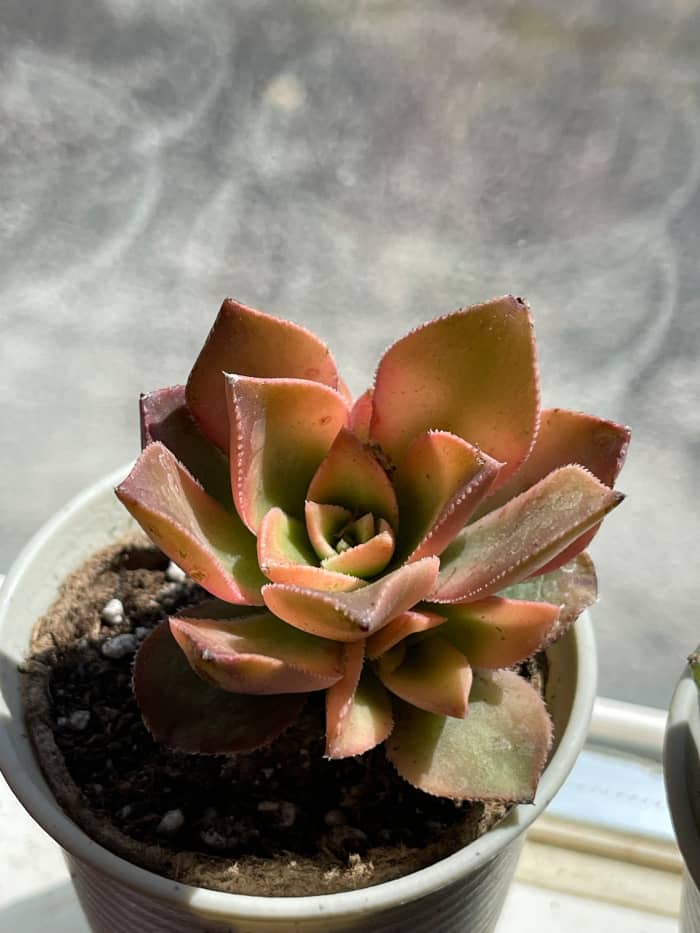 Aeonium 'Kiwi.' The interesting coloring of this specimen is the result of sun stress.