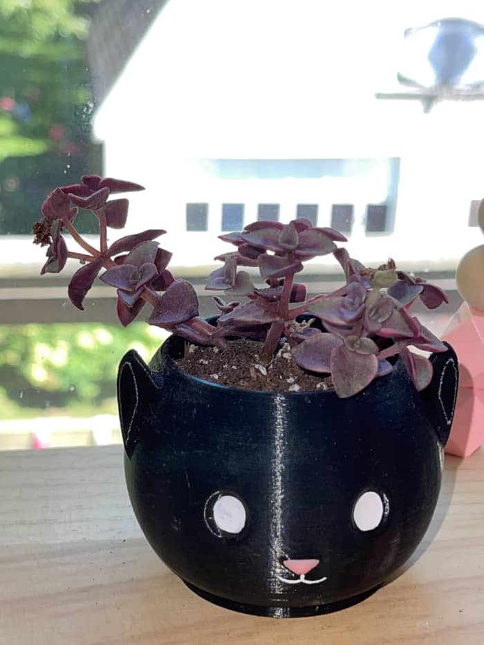 Nearly all Crassula are toxic to pets, so it is a good idea to keep Crassula pellucida away from pets, despite its common name "calico kittens."