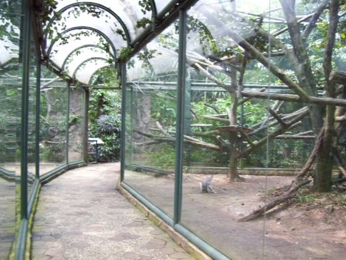 They always pounded the glass with their appendages. He pondered: were those arms or legs? He was never sure because they made so much of a racket.