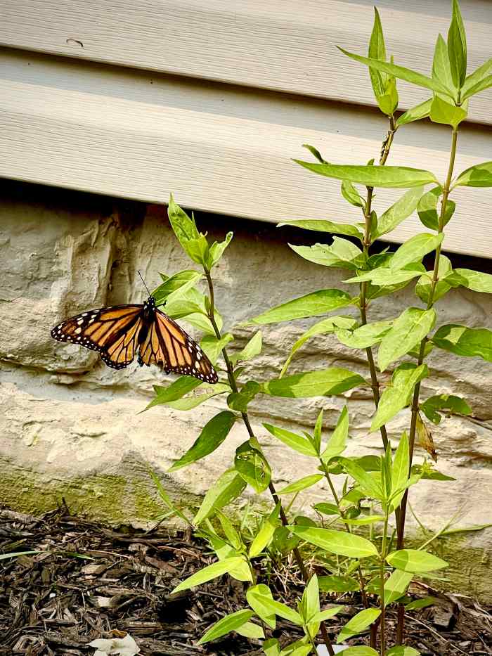 Monarch Butterfly on Swamp Milkweed