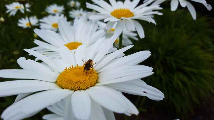 A Mason Bee pollinating a Shasta Daisy