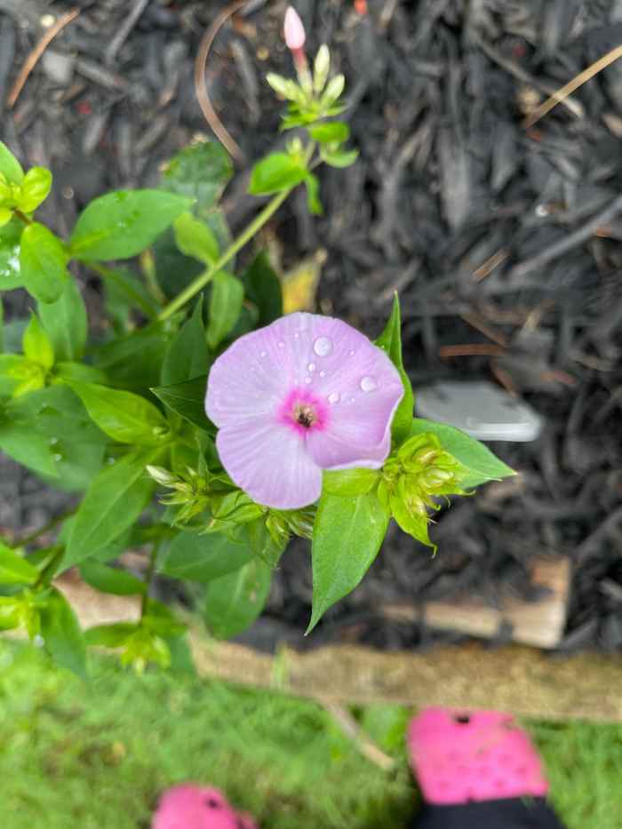 Tall Garden Phlox