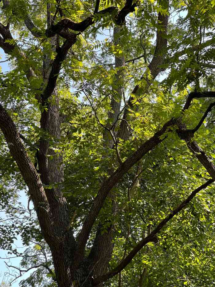 Black Walnut Tree