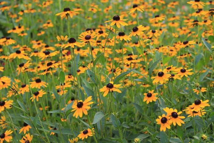 Black-Eyed Susans
