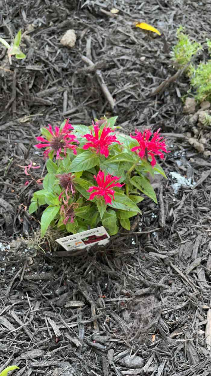 Bee Balm