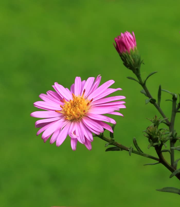 Aster novi-belgii. Fall Aster. 