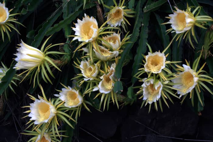 the large blooms of Hylocereus undatus (white fleshed pitahaya fruit) only come out at night and are usually wilted by morning.