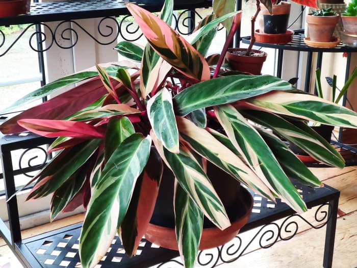 Stromanthe sanguinea 'Triostar' is a gorgeous houseplant that is also called the prayer plant.