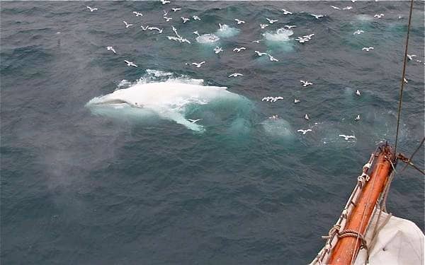 Behold the white whale, although not the famous Sperm Whale in Melville's classic Moby Dick it still shows that albinism is on the rise.