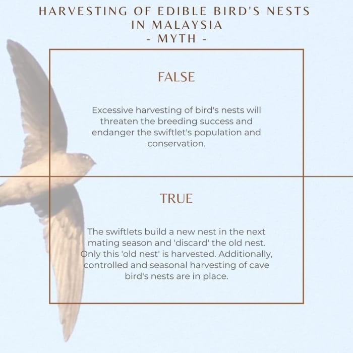 The swiftlets build a new nest in the next mating season and 'discard' the old nest. Only this 'old nest' is harvested. Additionally, controlled and seasonal harvesting of cave bird's nests are in place.