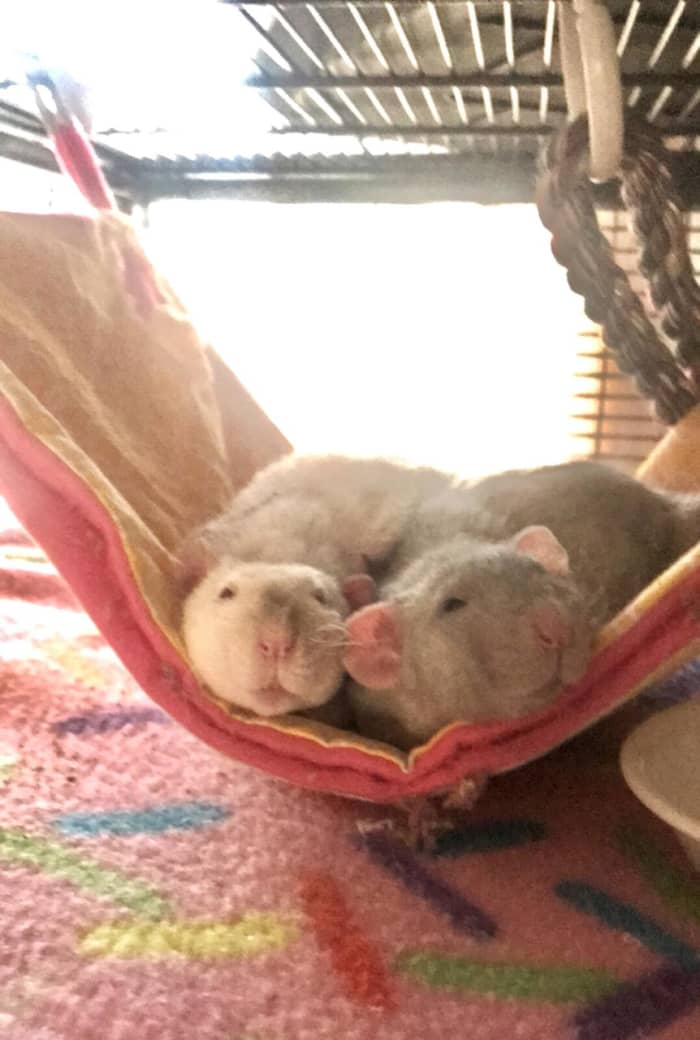 Крысы любят обниматься со своими товарищами по клетке. 