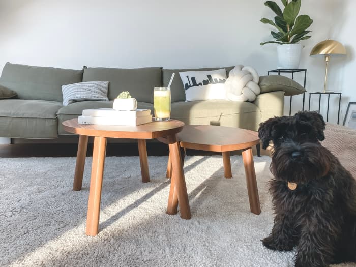 Miniature Schnauzers can do well in a variety of environments, from apartment living to farm life!