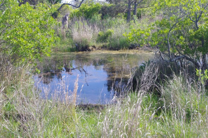 The Relaxing Atmosphere Of Assateague Island HubPages   Going To Assateague Island 