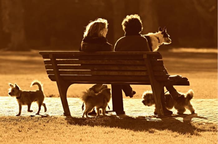 Some dogs may resource guard their owners from other dogs.