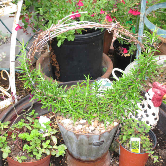 How To Create Your Own Rosemary Topiary HubPages