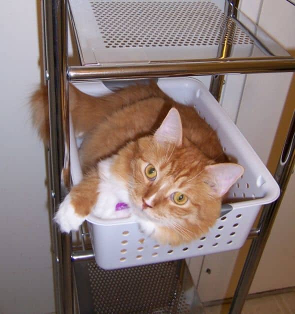 Yep, if it looks like a box, it must belong to Rupert - even if it's way up on a shelf and requires gymnastics to get into.
