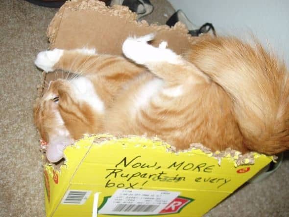 Possessed by the kitten crazies, Rupert spins like Sonic the Hedgehog in his beloved cardboard boxes.