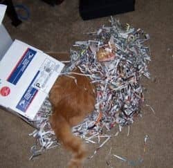 Moments later, his sister joined him in a tussle in the packing material. I was laughing too hard to get any photos that weren't blurry.