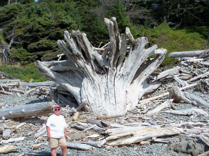 Giant tree stump washed up on the beach. Olympic National Park. Washington.