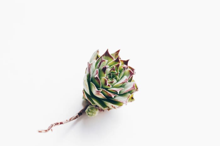 Most succulents require little to no soil to be viable, especially Sempervivum like this one.