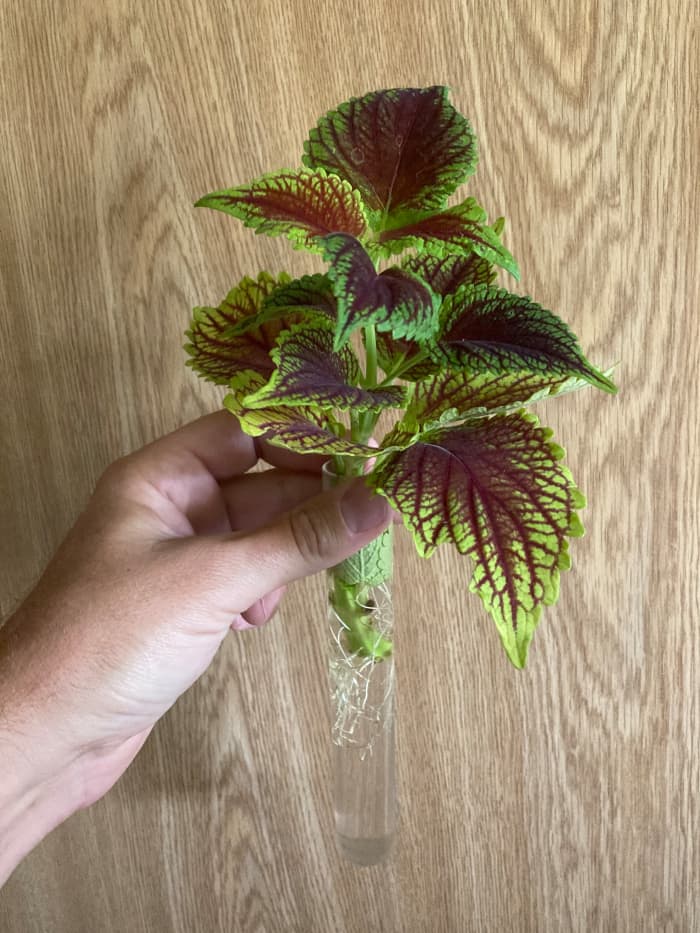 Know what you're trading for! Coleus like this one develop roots easily and quickly in water, and plants with well-developed root systems are a better value than fresh cuttings.