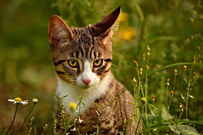 У кошек очаровательные уши, которые также помогают им охотиться на мелких животных.