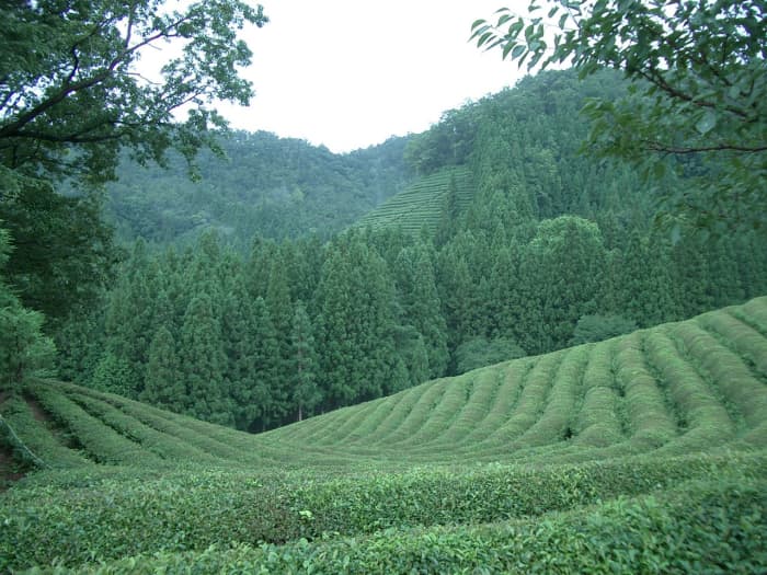 Green tea plantation in Korea