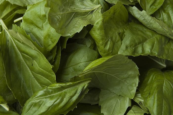 Fresh basil leaves. Licensed under Creative Commons v.2. Original author can be found at http://www.flickr.com/photos/pgoyette/201492949/