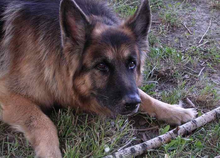 What Research Reveals About Resource Guarding in Dogs PetHelpful