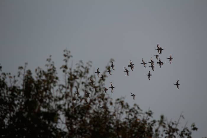 Formation of migratory birds coming in to land at the Sukhna Lake, Chandigarh, India.