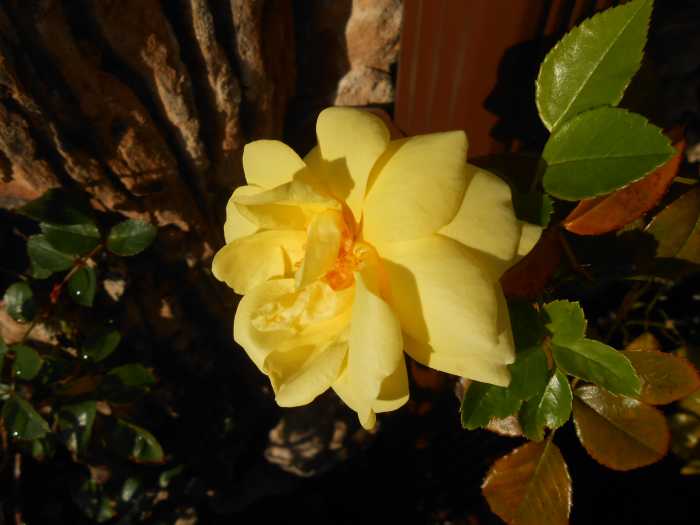 How to Create a Cheer Up Journal and Use Positive Thinking to Improve