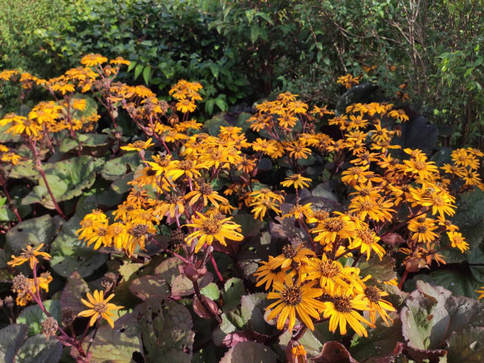 If you look closely, you'll see many bees enjoying the blooms on this Ligularia 'Britt-Marie Crawford'.