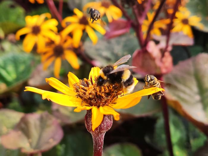 Late-blooming flowers like this Ligularia 'Britt-Marie Crawford' will help draw bees and butterflies to your garden long after most other blooms have faded.