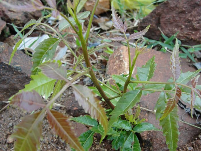 Neem (Azadirachita indica)