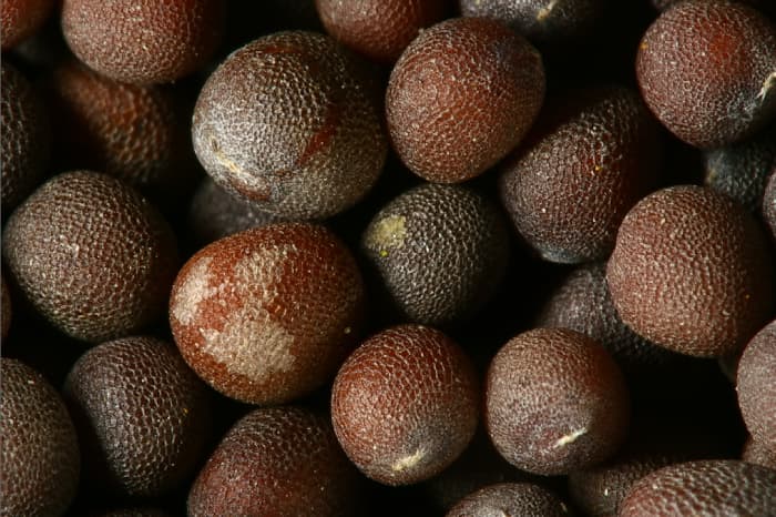 Mustard seeds