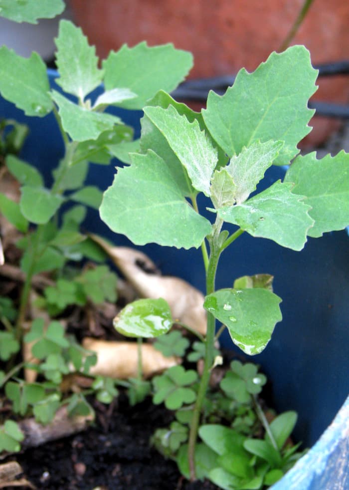 Lamb's quarters( Chenopodium album )