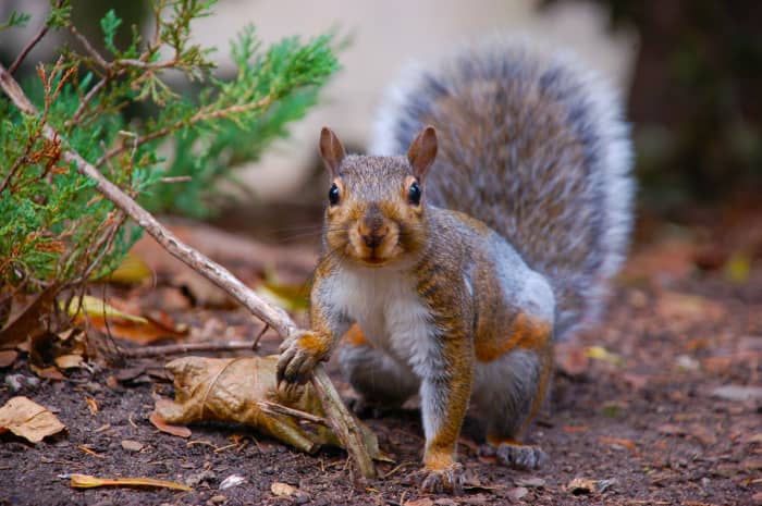 If your squirrel seems pretty tough, maybe a macho name is called for. What are you planning to do with that stick, Crusher?!