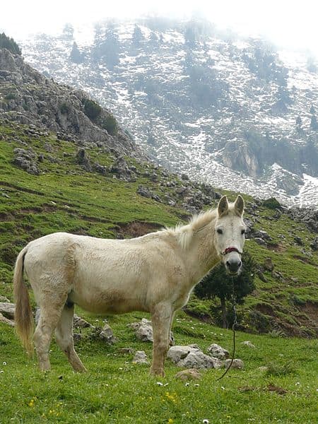 This is not "Gray Bones,"but this mule is from the Dunnieh Mountains.