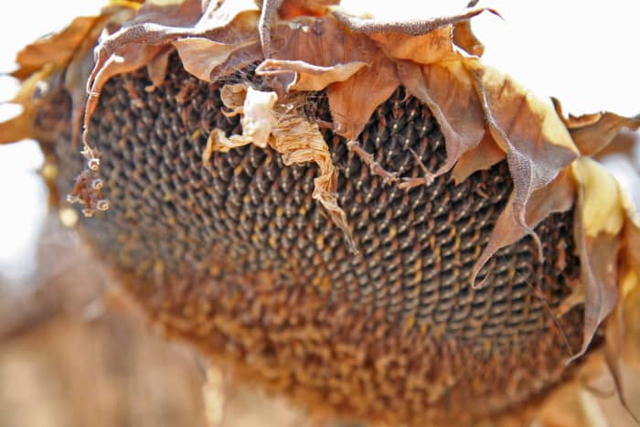 sunflower ready to harvest seeds