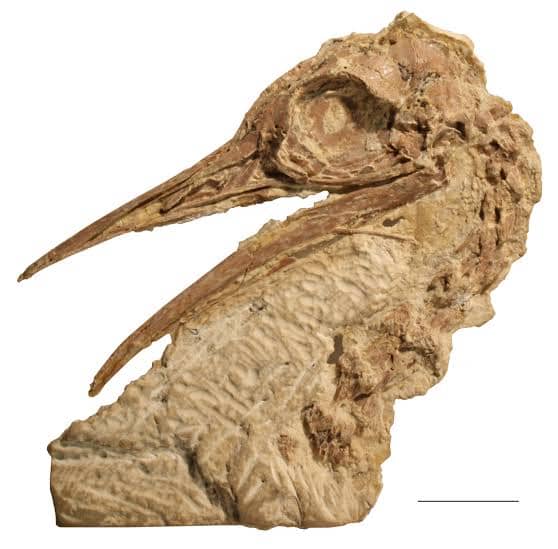 Photo of fossils found in North America that was used to proof that Ostriches once inhabited the region.