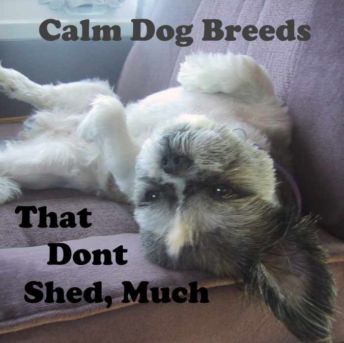 8 Great Calm Dog Breeds That Don't Shed Much PetHelpful