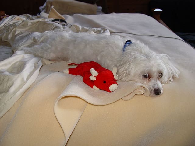Maltese are calm most of the time but do bark a lot when strangers approach.