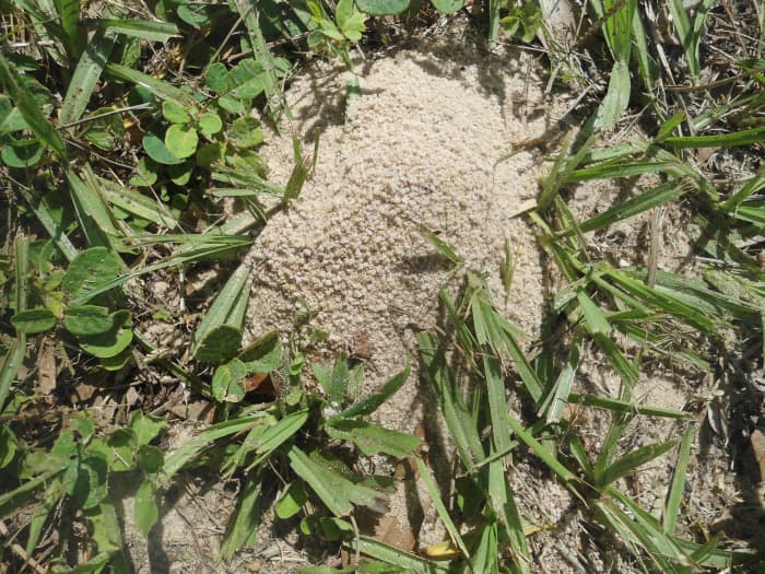 All of the ants went underground when I showed up. And, I wasn't even planning to eat them. I just wanted a photo.