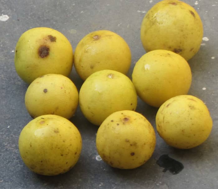 Lemon