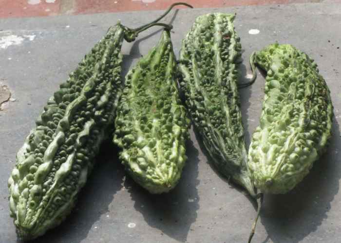 Bitter gourd