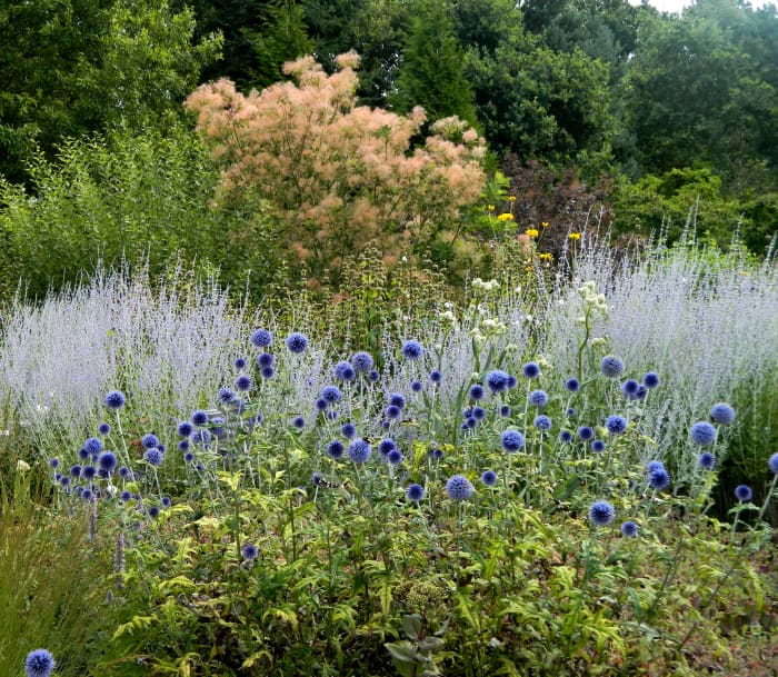 Echinops bannaticus, more commonly known as globe thistle, makes for a beautiful late-summer bloom in the garden.