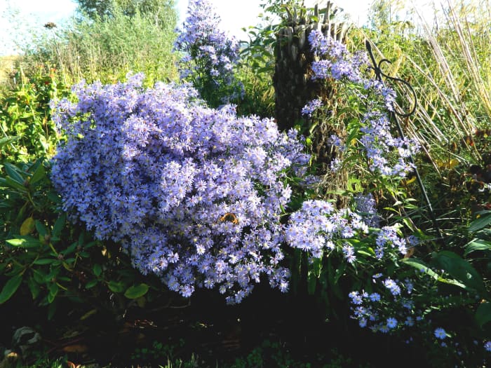 Though butterflies don't usually like the color blue, they can't resist the blooms on Symphyotrichum ‘Little Carlow’.