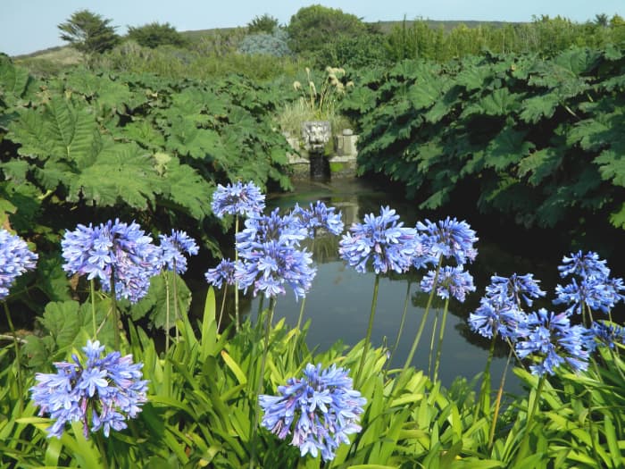 Late-blooming beauties like this agapanthus will add swaths of dreamy blue to your garden after most other pops of color have faded.