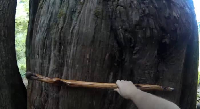This is a still from a video. My hiking stick is 3.5 feet long. It shows just how wide the circumference is of the trees at this part of the island.