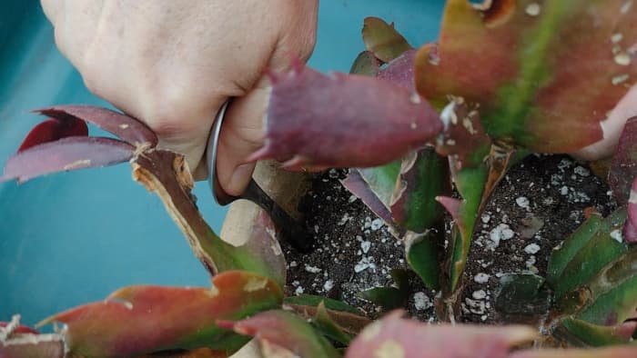 Gently loosen up the root ball by going around the edge of the pot with the handle of a spoon.